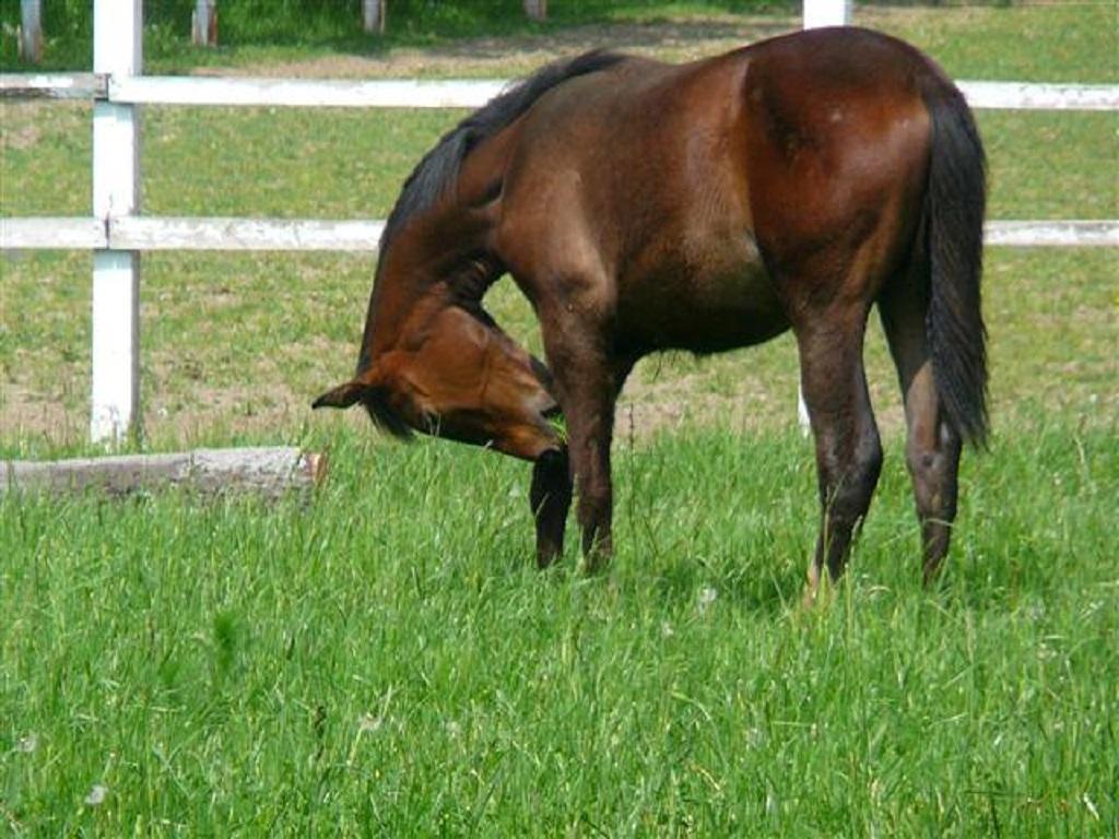 Pod Zachrypnietym Kogutem Vila Glewo Exterior foto